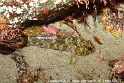 Gobius cobitis Gobie grosse tete Ouessant Plage de Corz -3m-20240822-da-DSC_9067_tn